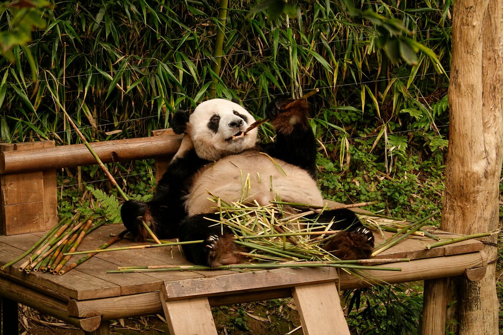 Giant panda eating bamboo