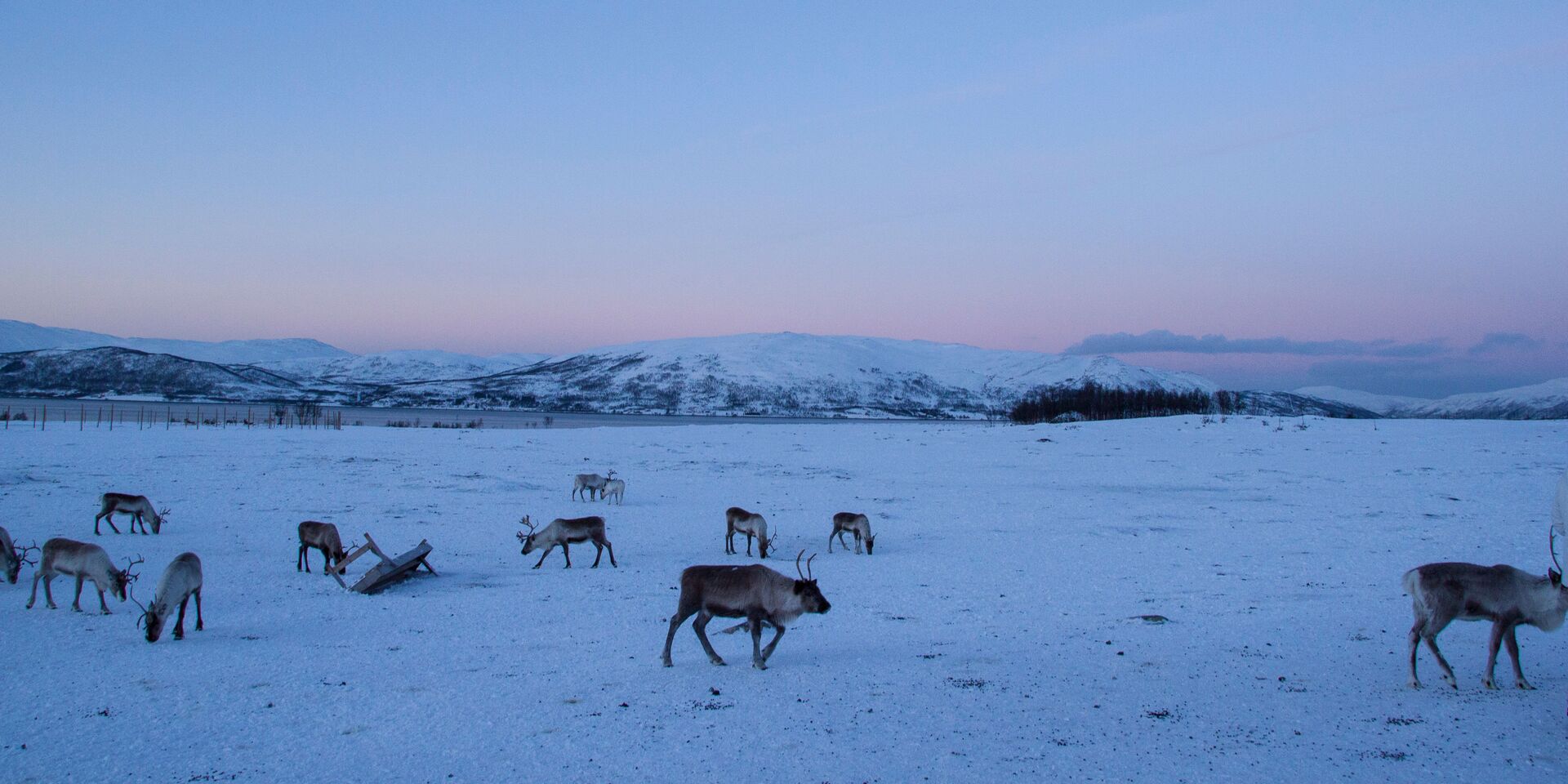 Lapland of Finland tour reindeer in snow