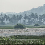 Paddy Fields Kerala